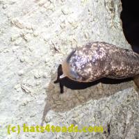 /home//u458753944/public_html/sourcegallery//Insects and small critters/slugs snails leaches (Gastropoda and Annelida)/P5250530.JPG